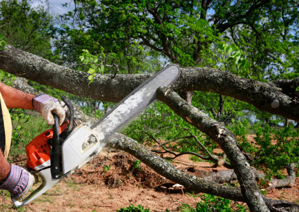 Best Seasonal Cleanup (Spring/Fall)  in Ridge Manor, FL